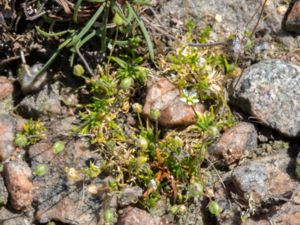 Sagina subulata - Heath Pearlwort - Sylnarv