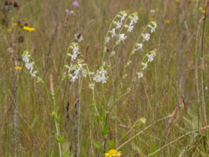 Silene dichotoma - Forked Catchfly - Gaffelglim