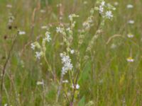 Silene dichotoma ssp. dichotoma Agneshill, Vellinge, Skåne, Sweden 20240624_0017