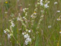 Silene dichotoma ssp. dichotoma Agneshill, Vellinge, Skåne, Sweden 20240624_0019