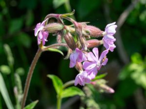 Silene dioica × latifolia - Skärblära