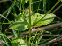 Silene dioica × latifolia Vanningen, Vellinge, Skåne, Sweden 20240525_0031