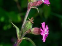 Silene dioica × latifolia Vanningen, Vellinge, Skåne, Sweden 20240525_0035