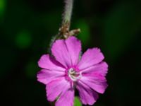 Silene dioica × latifolia Vanningen, Vellinge, Skåne, Sweden 20240525_0036