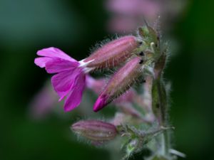 Silene dioica - Red Campion - Rödblära