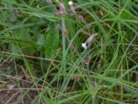 Silene latifolia ssp. alba Stjärneholms borgruin, Skurup, Skåne, Sweden 20150727_0185