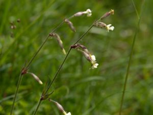 Silene nutans - Nottingham Catchfly - Backglim