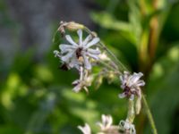 Silene nutans var. nutans Marmorbruket, Krokek, Norrköping, Östergötland, Sweden 20190608_0357