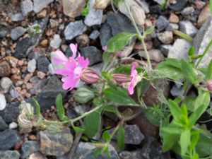 Silene pendula - Nodding Catchfly - Sommarglim