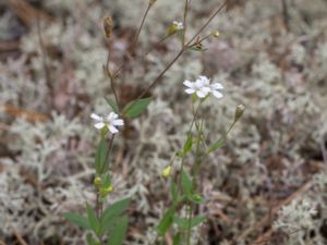 Silene rupestris - Rock Campion - Bergglim