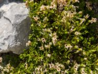 Silene saxifraga Sveti Jure, Biokovo Nature Park, Tucepi, Croatia 20170802_1490