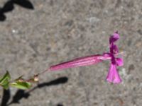 Silene schafta Råbäcksgatan 15, Malmö, Skåne, Sweden 20220728_0009