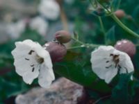 Silene uniflora ssp. uniflora Morups tånge, Falkenberg, Halland, Sweden 19810604 1)