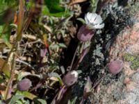 Silene uniflora ssp. uniflora Solviken, Mölle, Höganäs, Skåne, Sweden 20150515_0224