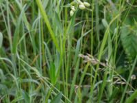 Silene vulgaris Komstadgården, Simrishamn, Skåne, Sweden 20170610_0025