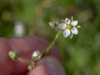 Spergula arvensis Ubbaltsvägen, Vittsjö, Hässleholm, Skåne, Sweden 20180826_0115