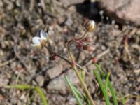 Spergula arvensis ssp. sativa Kulla Gunnarstorp, Helsingborg, Skåne, Sweden 20170709_0191