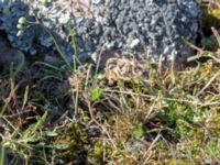 Spergula morisonii Haväng, Simrishamn, Skåne, Sweden 20150511_0090