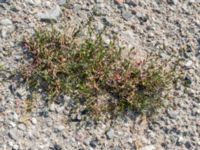 Spergularia marina Grodreservatet, Norra hamnen, Malmö, Skåne, Sweden 20160529_0333