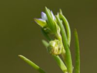 Spergularia marina Tygelsjö ängar, Malmö, Skåne, Sweden 20150730_0018