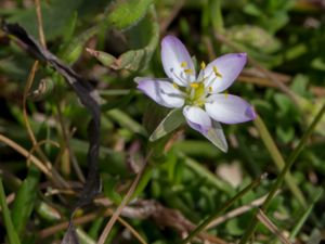 Spergularia media - Greater Sea-spurrey - Havsnarv