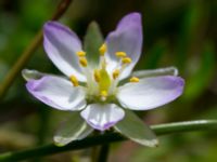 Spergularia media Tygelsjö ängar, Malmö, Skåne, Sweden 20150730_0023