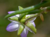 Spergularia media Tygelsjö ängar, Malmö, Skåne, Sweden 20150730_0029