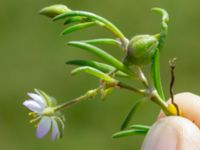 Spergularia media Tygelsjö ängar, Malmö, Skåne, Sweden 20150730_0030