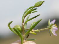 Spergularia media Tygelsjö ängar, Malmö, Skåne, Sweden 20150730_0036