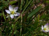 Spergularia media Tygelsjö ängar, Malmö, Skåne, Sweden 20150730_0038