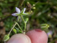 Spergularia media Tygelsjö ängar, Malmö, Skåne, Sweden 20150730_0040