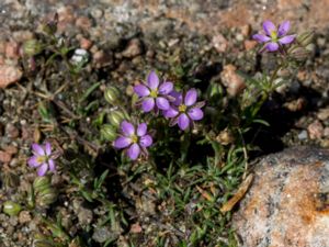 Spergularia rubra - Sand Spurrey - Rödnarv