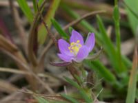 Spergularia rubra Kumleröd, Tågra, Sjöbo, Skåne, Sweden 20160703_0092