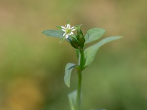 Stellaria alsine - Bog Stitchwort - Källarv