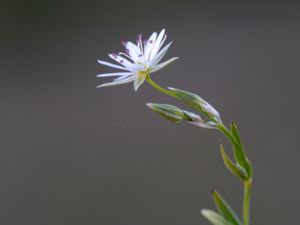 Stellaria graminea - Lesser Stitchwort - Grässtjärnblomma