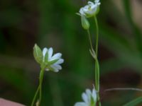 Stellaria graminea Dagshög, Torekov, Båstad, Skåne, Sweden 20180718_0104