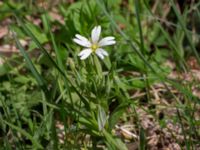 Stellaria holostea Stenshuvud, Simrishamn, Skåne, Sweden 20160420_0004