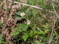 Stellaria holostea Stenshuvud, Simrishamn, Skåne, Sweden 20160420_0010