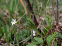 Stellaria holostea Stenshuvud, Simrishamn, Skåne, Sweden 20160420_0011