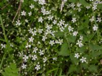 Stellaria holostea Vanningen, Vellinge, Skåne, Sweden 20240525_0061