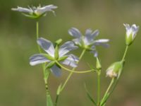 Stellaria holostea Vanningen, Vellinge, Skåne, Sweden 20240525_0062