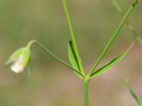 Stellaria holostea Vanningen, Vellinge, Skåne, Sweden 20240525_0063