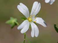 Stellaria holostea Vanningen, Vellinge, Skåne, Sweden 20240525_0065