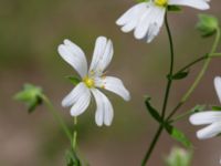 Stellaria holostea Vanningen, Vellinge, Skåne, Sweden 20240525_0066