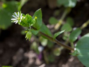 Stellaria media - Common Chickweed - Våtarv