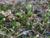 Stellaria media Åkerby, Mörbylånga, Öland, Sweden 20160410_0061