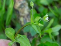 Stellaria media Byåsabacken, Ramsåsa, Tomelilla, Skåne, Sweden 20170506_0024