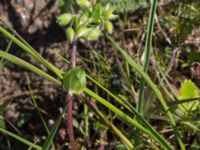 Stellaria media Nygård, Svedala, Skåne, Sweden 20160504_0032