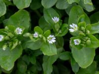 Stellaria media Toarpsdammen, Malmö, Skåne, Sweden 20190324_0010