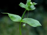 Stellaria media var. media Östra kyrkogården, Malmö, Skåne, Sweden 20190611_0038